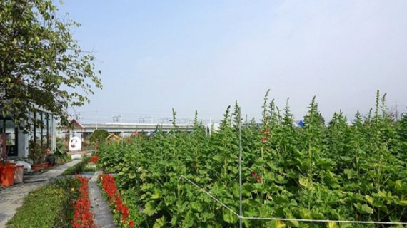 田中窯蜀葵花海藝術節 漫遊葵花海體驗