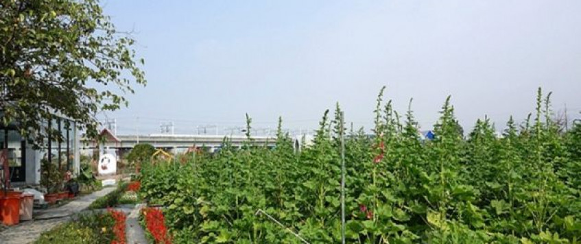 田中窯蜀葵花海藝術節 漫遊葵花海體驗